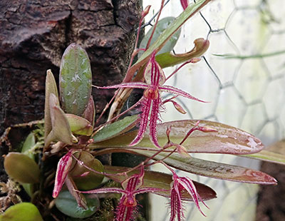 Andinia schizopogon