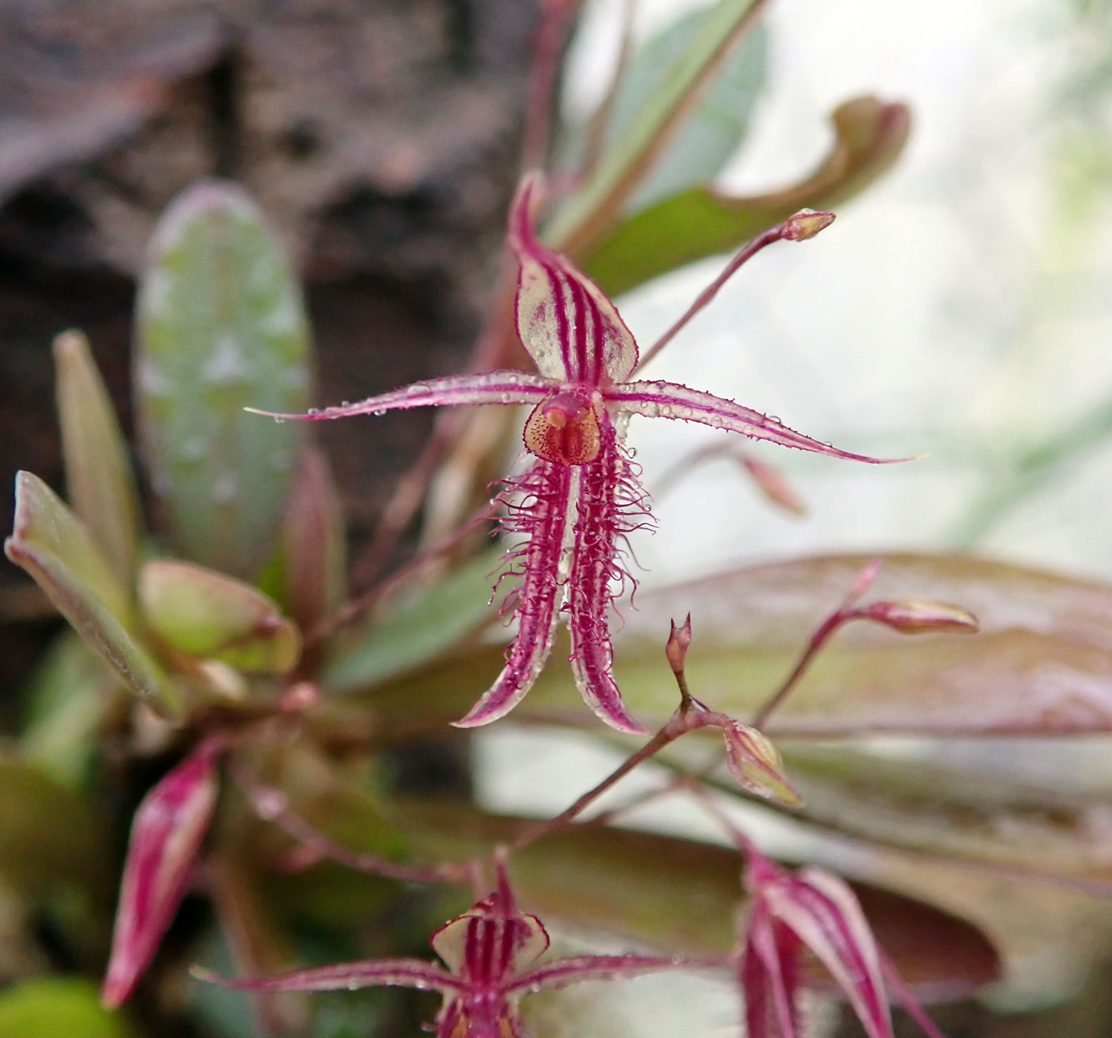 Andinia schizopogon