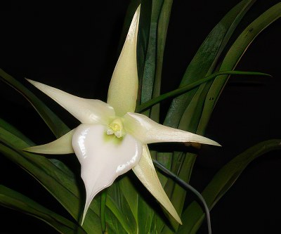 Angraecum Crestwood