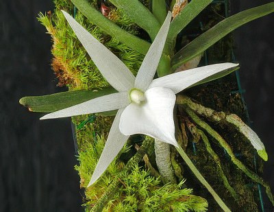 Angraecum didieri