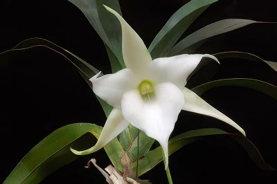 Angraecum "Lemfoerde White"