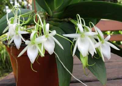 Angraecum leonis