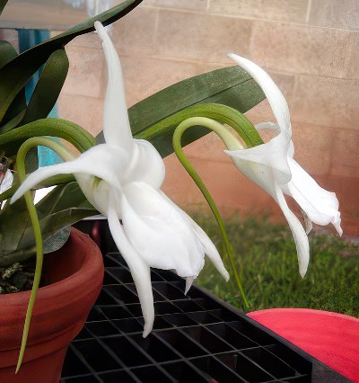 Angraecum magdalenae