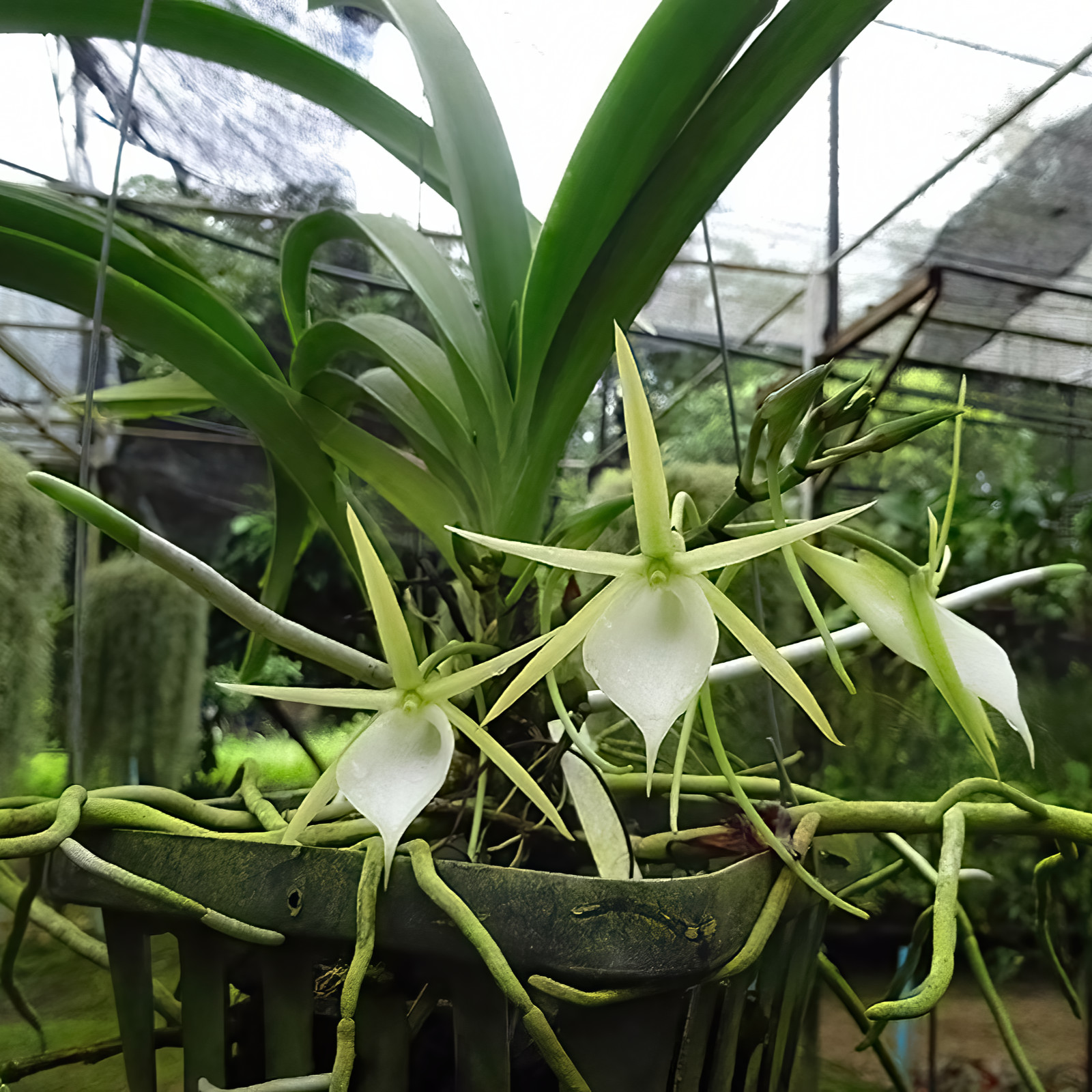 Angraecum praestans