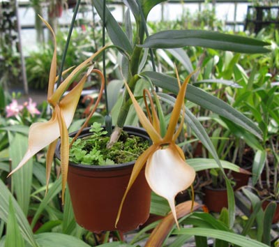 Angraecum viguieri