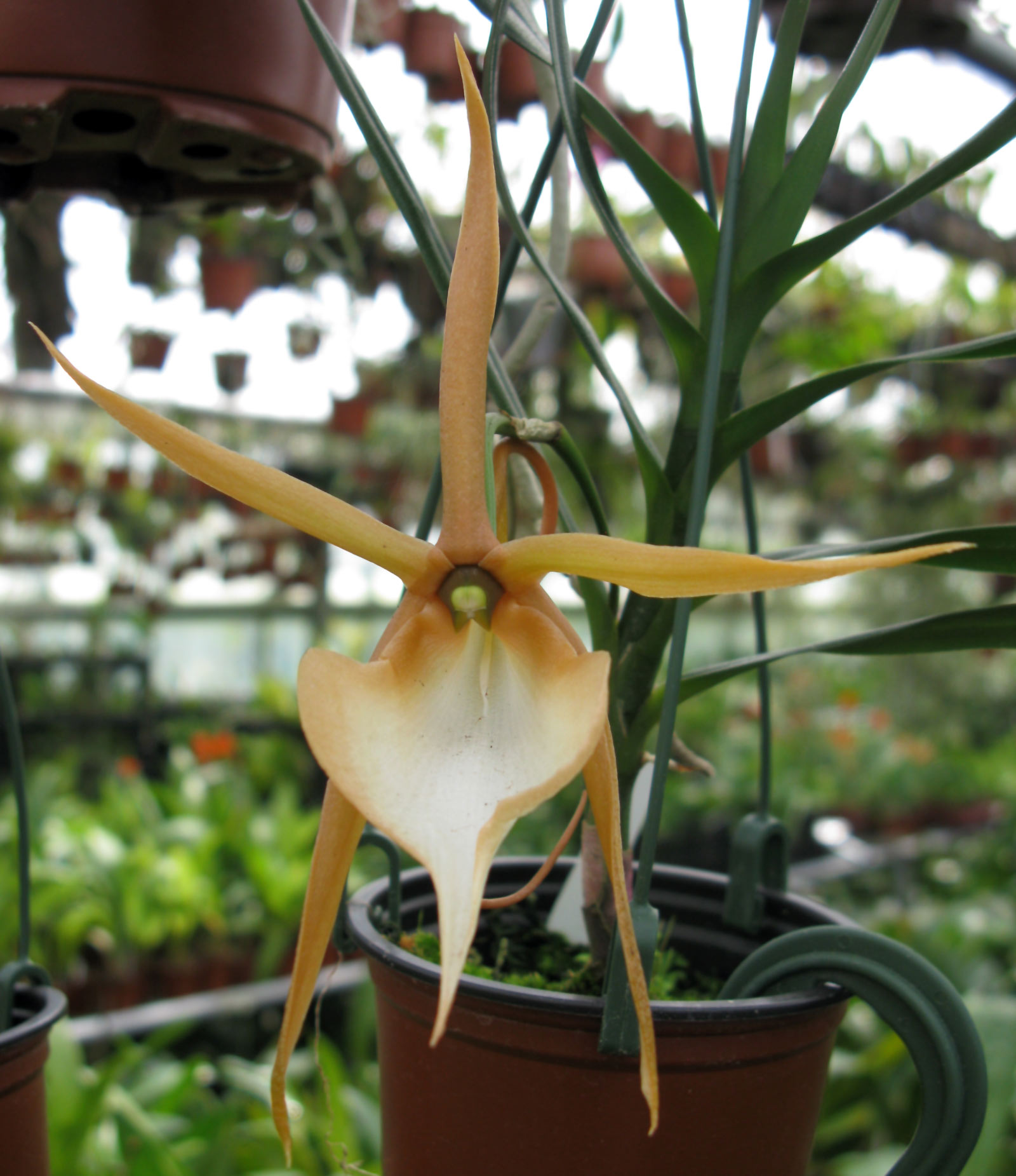 Angraecum viguieri