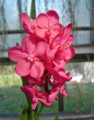 Ascocenda Peggy Foo x Ascocentrum Curvifolium