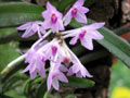 Vanda nana  (Ascocentropsis pusilla)