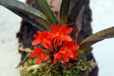 Ascocentrum ampullaceum red