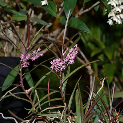 Ascocentrum christensonianum