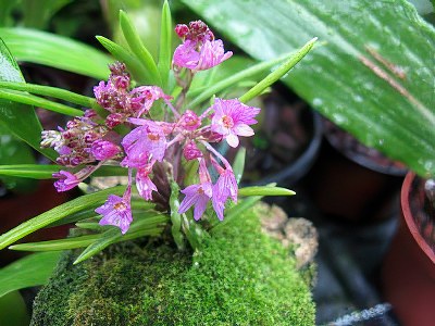 Ascocentrum pumilum