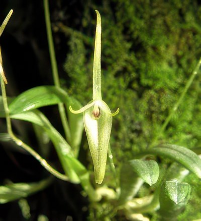 Barbosella cogneauxiana