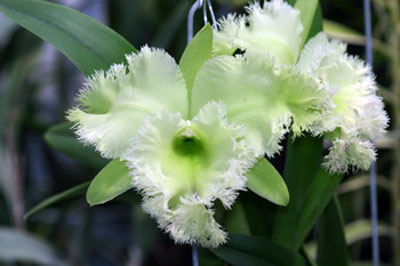 Rlc. Golf Green ,Hair Pig'