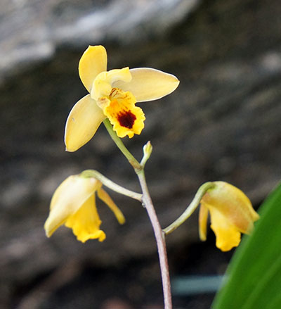 Bifrenaria vitellina