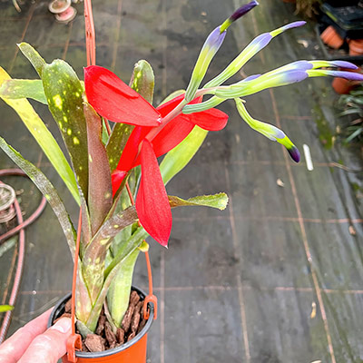 Bilbergia buchholzii