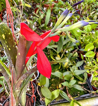 Bilbergia buchholzii