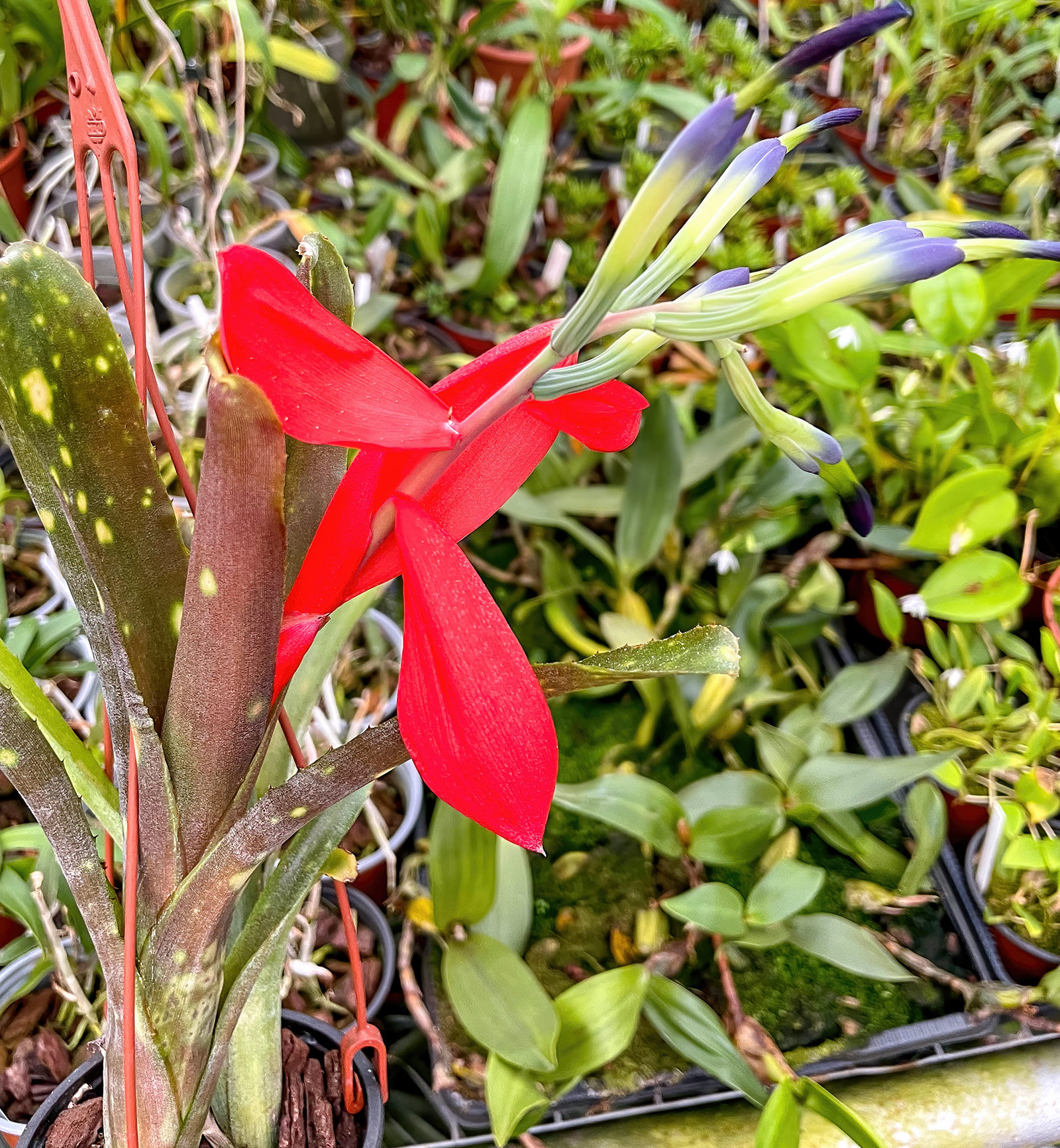 Bilbergia buchholzii