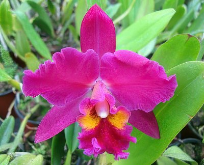 Blc. Chian Tzy Salomon 'Red Oriole'