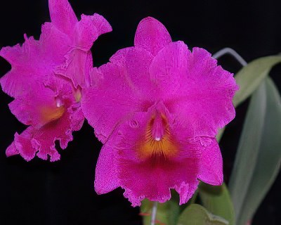 Rlc. Cornerstone 'Fine Circle'