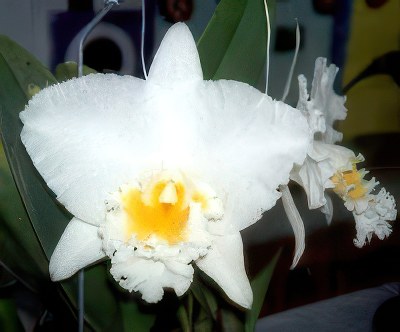 Blc. Eagle Eye 'All Victory'