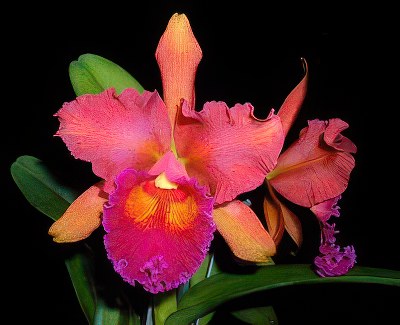 Blc. Eve Marie Barnett 'Watermelon'