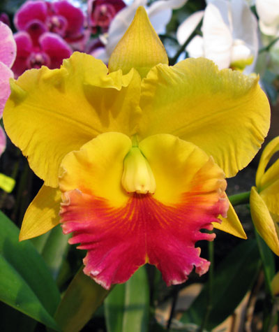 Blc. Goldenzelle