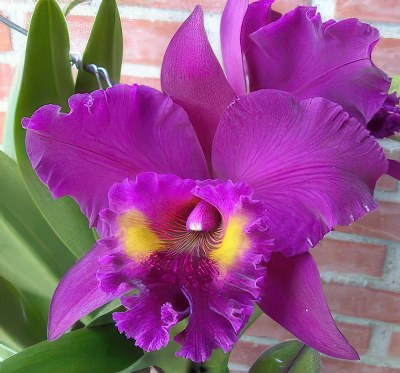 Blc. King of Taiwan 'Ta-Hsin'