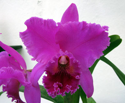 Blc. Lucky Strike x Cattleya Horace