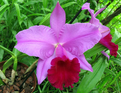 Blc. Princess Masako ,Miyabi'