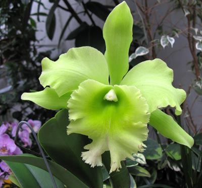 Blc. San Ya Green "Mailmann''