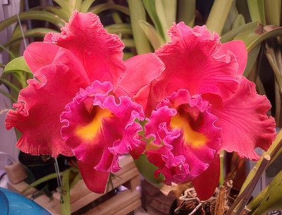 Blc. Tainan City ,General'