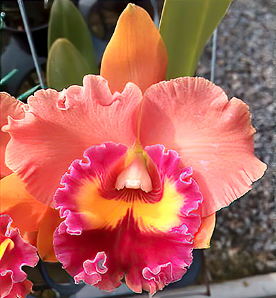 Blc. Taiwan Focus