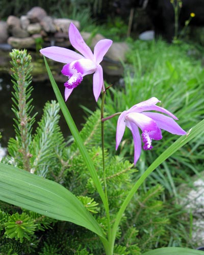Bletilla striata (Freilandorchidee)