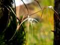 Brassavola cucullata