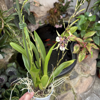 Brassia Hybride