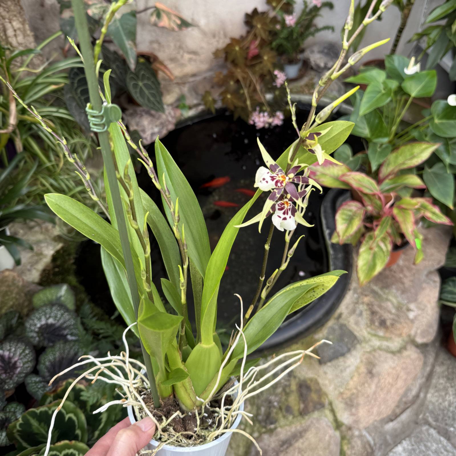 Explore Orchid Hybrids — Großräschener Orchids
