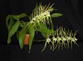 Brassia rex