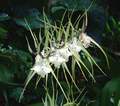 Brassia rex