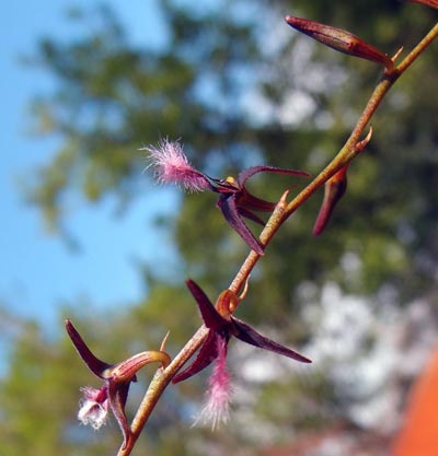 Bulbophyllum saltatorium var.: albociliatum