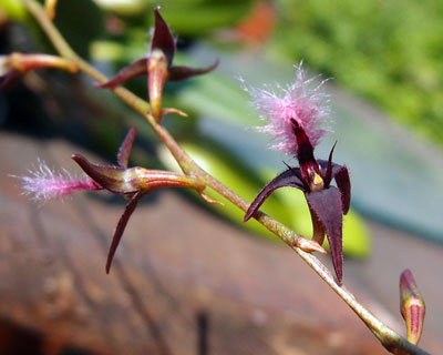 Bulbophyllum saltatorium var.: albociliatum