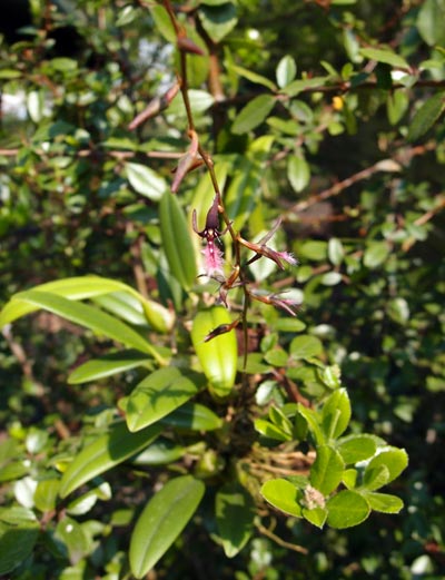 Bulbophyllum saltatorium var.: albociliatum