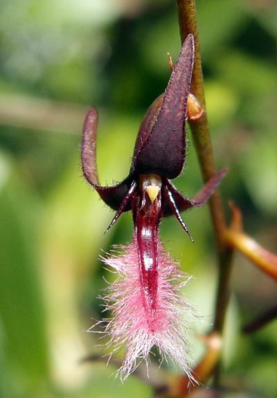 Bulbophyllum saltatorium var.: albociliatum