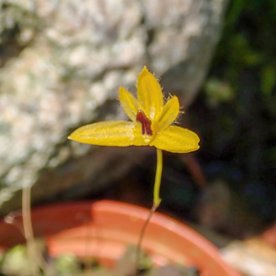 Bulbophyllum aestivale