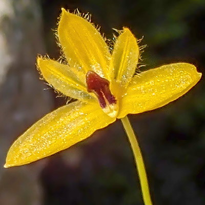 Bulbophyllum aestivale