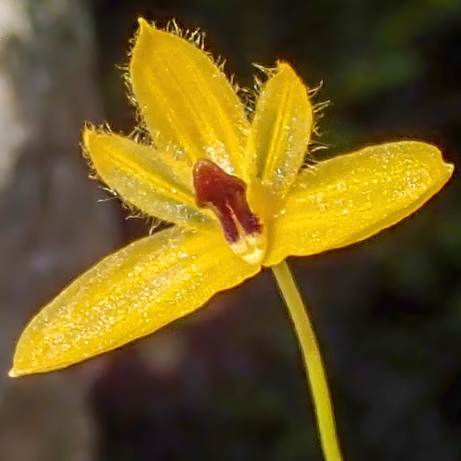 Bulbophyllum aestivale