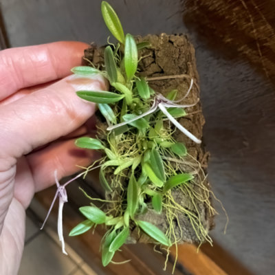 Bulbophyllum alticola