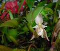 Bulbophyllum ambrosia