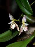 Bulbophyllum ambrosia