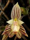 Bulbophyllum ambrosia