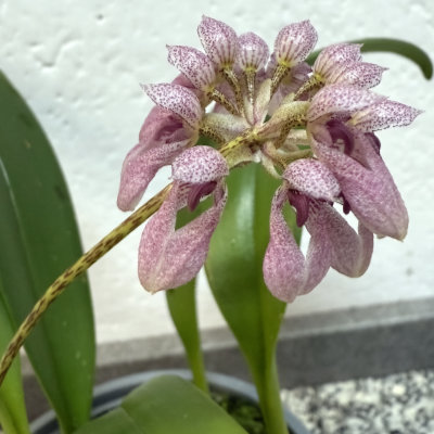 Bulbophyllum andersonii